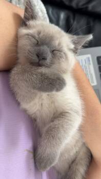 Siamese Cats Available for Adoption in Maywood, Illinois - Simba | PetCurious