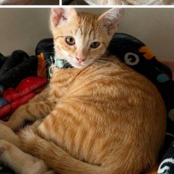 Krispy -  Tabby Cat for Adoption in Krum, Texas - Krispy | PetCurious