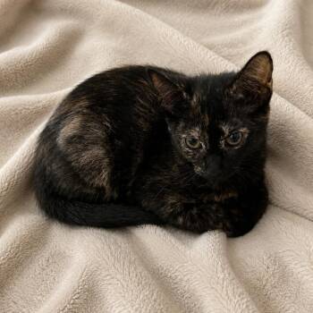 Amber -  Domestic Short Hair Cat for Adoption in NEW PT RICHEY, Florida - Amber | PetCurious
