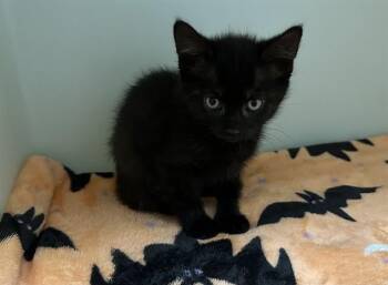 SVETA -  Siamese Cat for Adoption in Mckinleyville, California - SVETA | PetCurious