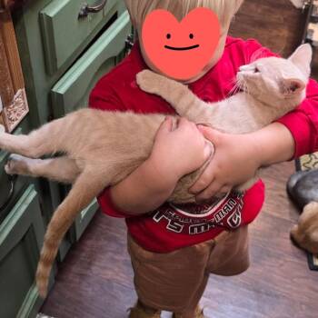 Fred -  Domestic Short Hair Cat for Adoption in Fayetteville, Arkansas - Fred | PetCurious
