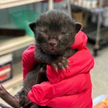 Domestic Short Hair Cats Available for Adoption in West Olive, Michigan - Steel (Holland Cat Cove) | PetCurious