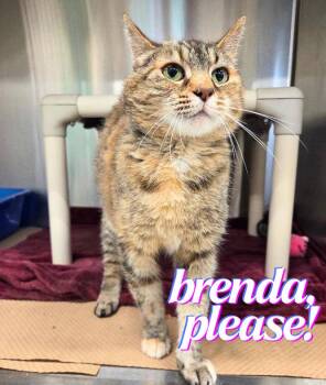 Brenda, Please -  Domestic Short Hair Cat for Adoption in Nevada, Iowa - Brenda, Please | PetCurious
