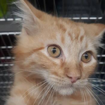 Jackson -  Domestic Short Hair Cat for Adoption in Spokane, Washington - Jackson | PetCurious