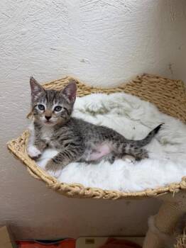 DESIRAE -  Domestic Short Hair Cat for Adoption in Tustin, California - DESIRAE | PetCurious