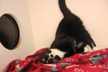 Chun-Li -  Domestic Short Hair Cat for Adoption in Chestertown, Maryland - Chun-Li | PetCurious