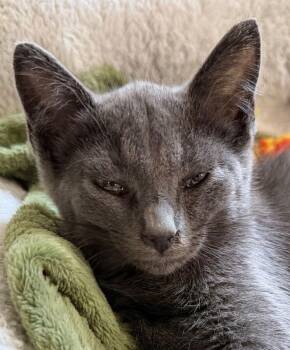 Micky -  Chartreux Cat for Adoption in Horseshoe Bend, Arkansas - Micky | PetCurious