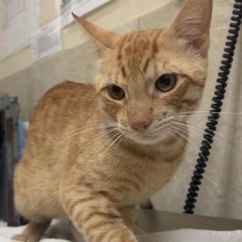Oliver -  Domestic Short Hair Cat for Adoption in Honolulu, Hawaii - Oliver | PetCurious