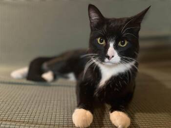 Rescue Domestic Short Hair Cats for Adoption in Bethel, Alaska - Tuesday | PetCurious