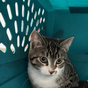 Seniah -  Domestic Short Hair Cat for Adoption in Des Moines, Iowa - Seniah | PetCurious