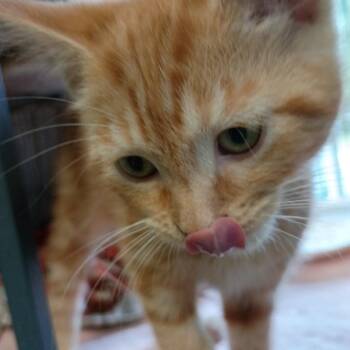 Gus -  Domestic Short Hair Cat for Adoption in Muncie, Indiana - Gus | PetCurious