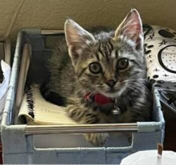 Chocolate Chunk -  Domestic Short Hair Cat for Adoption in Roseville, California - Chocolate Chunk | PetCurious