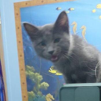 Domestic Short Hair Cats Available for Adoption in West Palm Beach, Florida - Sorrengail | PetCurious