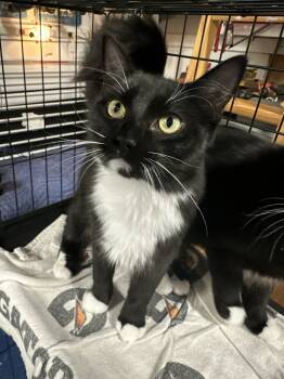Rescue Domestic Medium Hair Cats for Adoption in Oradell, New Jersey - Midnight | PetCurious