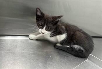 Domestic Short Hair Cats Available for Adoption in Antioch, California - THUNDER | PetCurious