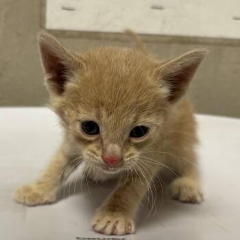 Domestic Short Hair Cats Available for Adoption in Yuma, Arizona - Johnathan | PetCurious