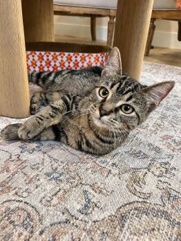 Artemis -  Domestic Short Hair Cat for Adoption in Houston, Texas - Artemis | PetCurious