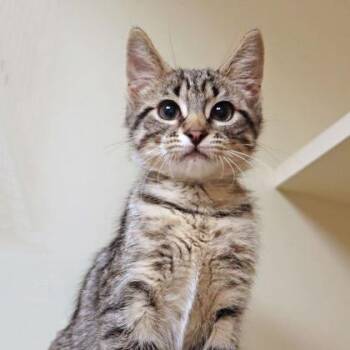 Toge -  Domestic Short Hair and Mixed Breed Cat for Adoption in Chicago, Illinois - Toge | PetCurious