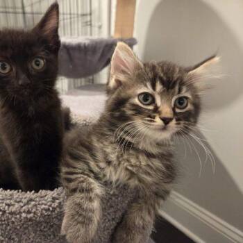 Modena -  Domestic Short Hair Cat for Adoption in Knoxville, Tennessee - Modena | PetCurious