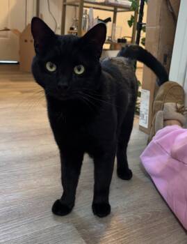 Rescue Domestic Short Hair Cats for Adoption in El Cajon, California - Larry | PetCurious