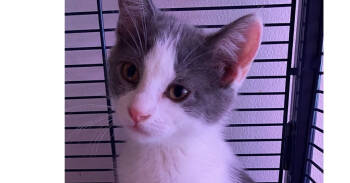 Rescue Domestic Short Hair Cats for Adoption in Greene, New York - Elianna | PetCurious