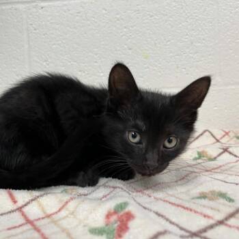 Tiny Tuesday -  Domestic Short Hair Cat Available for Adoption in Charlottesville, Virginia - Tiny Tuesday | PetCurious