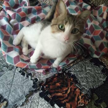 PK Junior -  Domestic Short Hair Cat for Adoption in Brighton, New York - PK Junior | PetCurious
