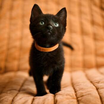 Reef (Sharks) -  Domestic Short Hair Cat for Adoption in Charlotte, North Carolina - Reef (Sharks) | PetCurious