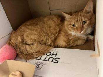 Amara (Luna) -  Domestic Medium Hair and Domestic Short Hair Cat for Adoption in West Chester, Pennsylvania - Amara (Luna) | PetCurious
