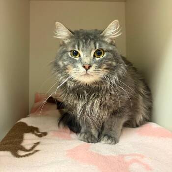 Domestic Medium Hair Cats Available for Adoption in Fairport, New York - Salem | PetCurious