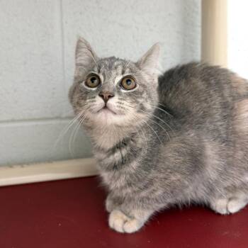 Wonton -  Domestic Short Hair Cat for Adoption in Marshall, Virginia - Wonton | PetCurious