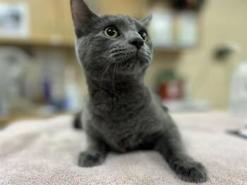 Domestic Short Hair Cats Available for Adoption - LEMON MERINGUE | PetCurious