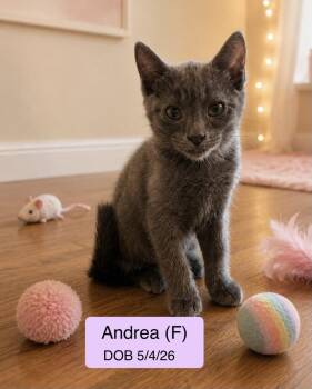 Andrea -  Domestic Short Hair and Russian Blue Cat for Adoption in Vacaville, California - Andrea | PetCurious