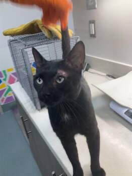 WINSTON -  Domestic Medium Hair Cat for Adoption in Baytown, Texas - WINSTON | PetCurious