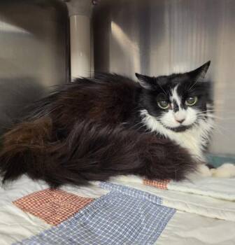 Prowl -  Domestic Long Hair Cat for Adoption in Richmond, Virginia - Prowl | PetCurious