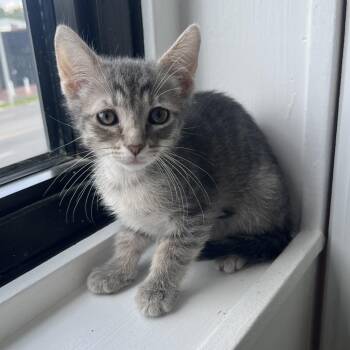 Hawk -  Domestic Short Hair Cat for Adoption in St. Louis, Missouri - Hawk | PetCurious