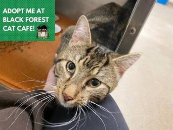 Domestic Short Hair Cats Available for Adoption in Fort Wayne, Indiana - SOUL | PetCurious