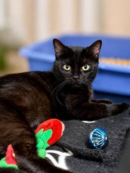 Fifa (FCID# 06/10/2026 - 141) Willow Grove -  Domestic Short Hair Cat for Adoption in Greenville, Delaware - Fifa (FCID# 06/10/2026 - 141) Willow Grove | PetCurious