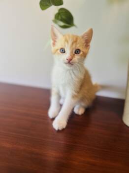Rescue Domestic Short Hair Cats for Adoption in Gradyville, Kentucky - Butterscotch | PetCurious