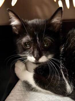 Leia -  Domestic Short Hair Cat for Adoption in Hartford City, Indiana - Leia | PetCurious