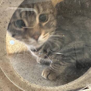 Domestic Short Hair Cats Available for Adoption - Jake | PetCurious