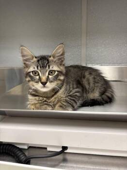 Domestic Short Hair Cats Available for Adoption in Las Vegas, Nevada - TOPAZ | PetCurious