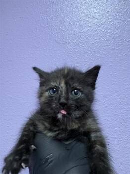 Erza -  Domestic Medium Hair Cat for Adoption in El Paso, Texas - Erza | PetCurious