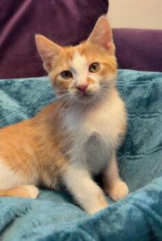 Domestic Short Hair Cats Available for Adoption in Peoria, Illinois - WRANGLER | PetCurious