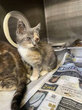 Domestic Short Hair Cats Available for Adoption in Stockton, California - A376511 | PetCurious
