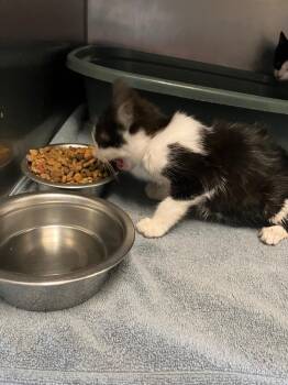 Thelma -  Domestic Short Hair Cat for Adoption in Gallatin, Tennessee - Thelma | PetCurious