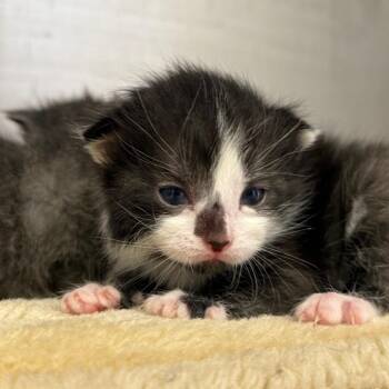Domestic Short Hair Cats Available for Adoption in Asheville, North Carolina - Faraday | PetCurious