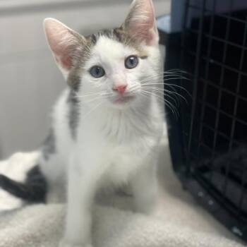 Domestic Short Hair Cats Available for Adoption in Riverside, California - Jupiter | PetCurious