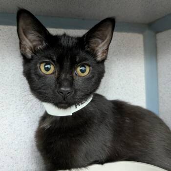 Azune -  Domestic Short Hair Cat for Adoption in Evansville, Indiana - Azune | PetCurious