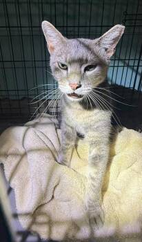 SYLVSTER -  Domestic Short Hair Cat for Adoption in San Antonio, Texas - SYLVSTER | PetCurious